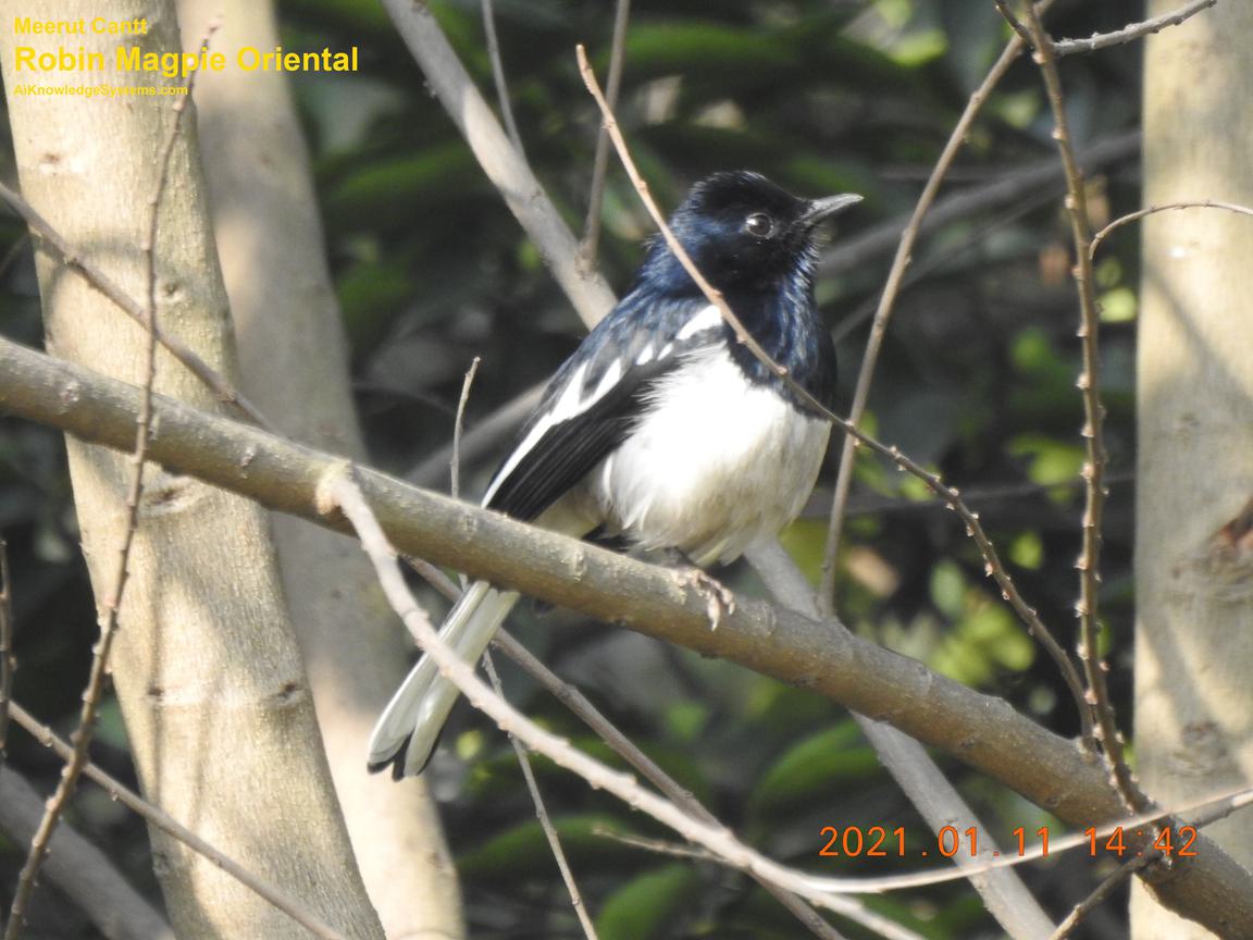 Magpie Robin (97) Coming Soon